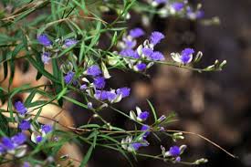 Polygala Tenuifolia