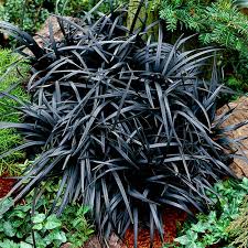 Ophiopogon
