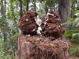 Poria Cocos