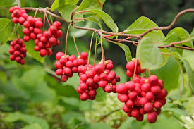 Schisandra