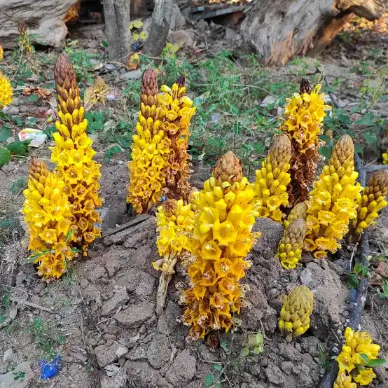 Cistanche
